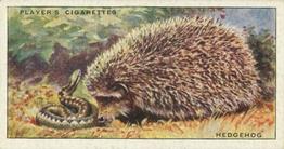 1939 Player's Animals of the Countryside #5 Hedgehog Front