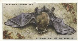 1939 Player's Animals of the Countryside #8 Common Pipistrelle Front