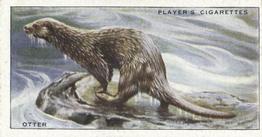 1939 Player's Animals of the Countryside #13 Otter Front