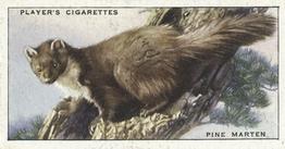 1939 Player's Animals of the Countryside #14 Pine Marten Front