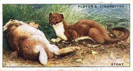 1939 Player's Animals of the Countryside #15 Stoat Front