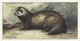 1939 Player's Animals of the Countryside #17 Polecat Front
