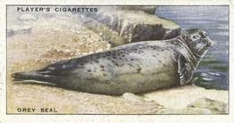 1939 Player's Animals of the Countryside #19 Grey Seal Front