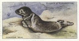 1939 Player's Animals of the Countryside #20 Common Seal Front