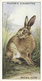 1939 Player's Animals of the Countryside #22 Brown Hare Front
