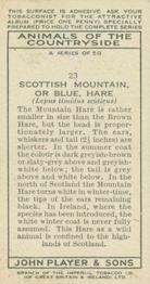 1939 Player's Animals of the Countryside #23 Scottish Mountain, or Blue, Hare Back