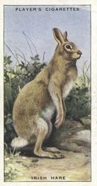 1939 Player's Animals of the Countryside #24 Irish Hare Front