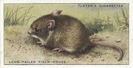 1939 Player's Animals of the Countryside #28 Long-tailed Field Mouse Front