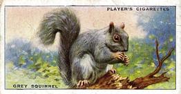1939 Player's Animals of the Countryside #33 Grey Squirrel Front
