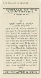 1939 Player's Animals of the Countryside #40 Common Lizard Back