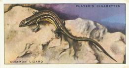 1939 Player's Animals of the Countryside #40 Common Lizard Front