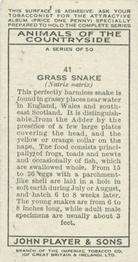 1939 Player's Animals of the Countryside #41 Grass Snake Back