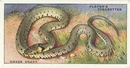 1939 Player's Animals of the Countryside #41 Grass Snake Front