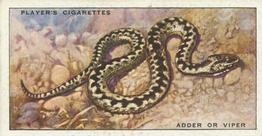 1939 Player's Animals of the Countryside #43 Adder or Viper Front