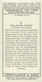 1939 Player's Animals of the Countryside #45 Palmate Newt Back