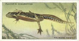 1939 Player's Animals of the Countryside #45 Palmate Newt Front