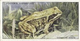 1939 Player's Animals of the Countryside #47 Common Frog Front