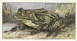 1939 Player's Animals of the Countryside #48 Edible Frog Front