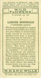 1936 Wills's Wild Flowers #1 Larger Bindweed Back