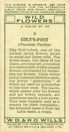1936 Wills's Wild Flowers #6 Colt's-Foot Back