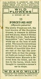1936 Wills's Wild Flowers #13 Forget-Me-Not Back