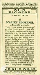 1936 Wills's Wild Flowers #28 Scarlet Pimpernel Back