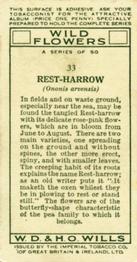 1936 Wills's Wild Flowers #33 Rest-Harrow Back