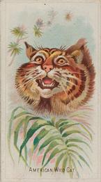 1888 Allen & Ginter Wild Animals of the World (N25) #NNO American Wild Cat Front
