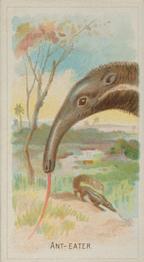 1888 Allen & Ginter Wild Animals of the World (N25) #NNO Ant-Eater Front