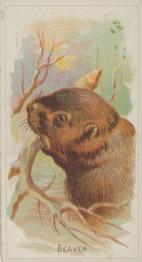 1888 Allen & Ginter Wild Animals of the World (N25) #NNO Beaver Front