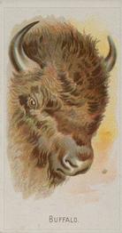 1888 Allen & Ginter Wild Animals of the World (N25) #NNO Buffalo Front