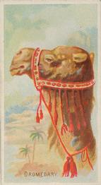 1888 Allen & Ginter Wild Animals of the World (N25) #NNO Dromedary Front