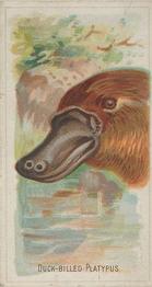 1888 Allen & Ginter Wild Animals of the World (N25) #NNO Duck-Billed Platypus Front