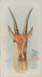 1888 Allen & Ginter Wild Animals of the World (N25) #NNO Eland Front