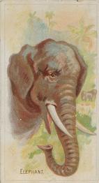 1888 Allen & Ginter Wild Animals of the World (N25) #NNO Elephant Front