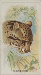 1888 Allen & Ginter Wild Animals of the World (N25) #NNO Painted Ocelot Front