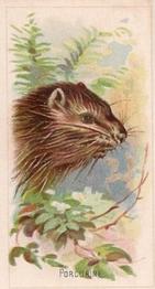 1888 Allen & Ginter Wild Animals of the World (N25) #NNO Porcupine Front