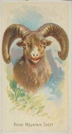 1888 Allen & Ginter Wild Animals of the World (N25) #NNO Rocky Mountain Sheep Front
