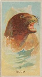 1888 Allen & Ginter Wild Animals of the World (N25) #NNO Sea Lion Front