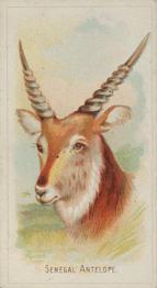 1888 Allen & Ginter Wild Animals of the World (N25) #NNO Senegal Antelope Front