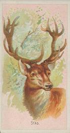 1888 Allen & Ginter Wild Animals of the World (N25) #NNO Stag Front