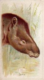 1888 Allen & Ginter Wild Animals of the World (N25) #NNO Tapir Front