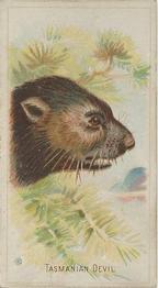 1888 Allen & Ginter Wild Animals of the World (N25) #NNO Tasmanian Devil Front