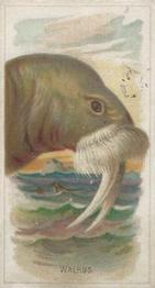 1888 Allen & Ginter Wild Animals of the World (N25) #NNO Walrus Front