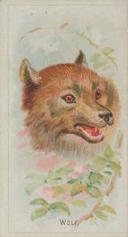 1888 Allen & Ginter Wild Animals of the World (N25) #NNO Wolf Front