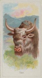 1888 Allen & Ginter Wild Animals of the World (N25) #NNO Yak Front