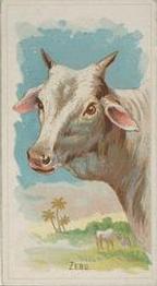 1888 Allen & Ginter Wild Animals of the World (N25) #NNO Zebu Front
