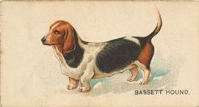 1890 Goodwin & Co. Dogs of the World (N163) #NNO Bassett Hound Front