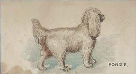 1890 Goodwin & Co. Dogs of the World (N163) #NNO Poodle Front