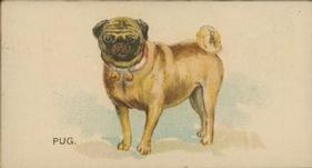 1890 Goodwin & Co. Dogs of the World (N163) #NNO Pug Front